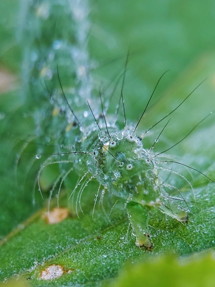 Photograph by Mimie Saari