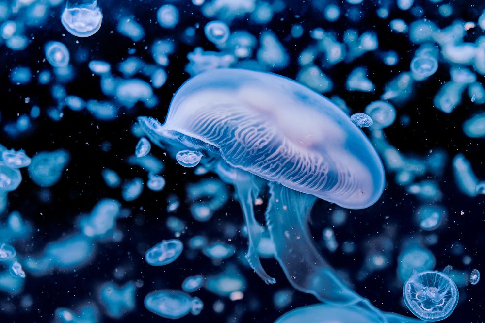 Photograph by Uesan Aliace