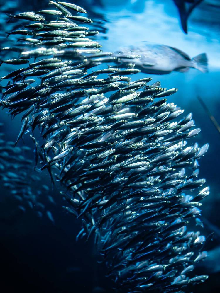 Photograph by Uesan Aliace