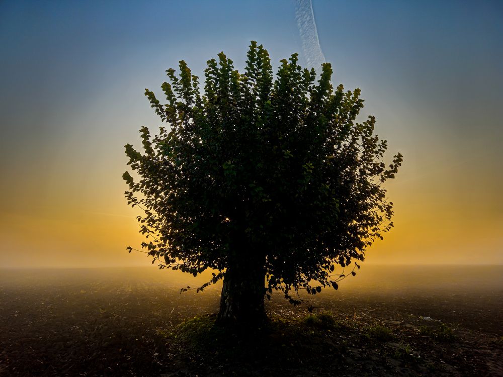 Beautiful tree
