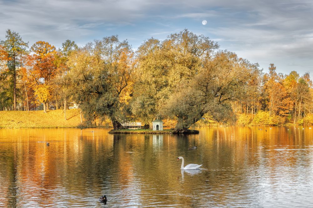 Лебединое утро