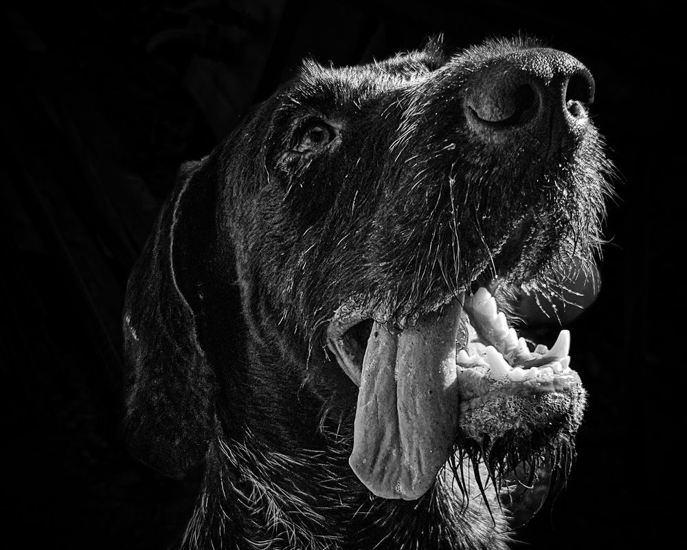 Photograph by Zdenko
