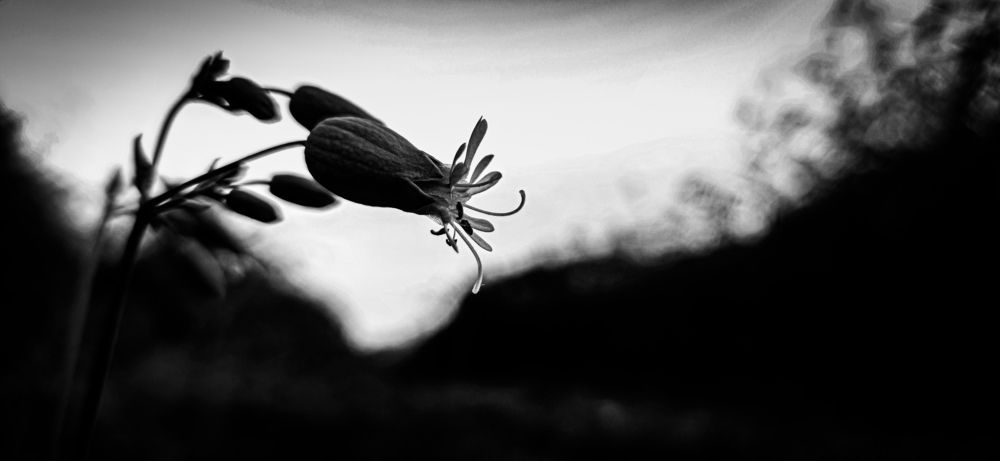 Photograph by Zdenko