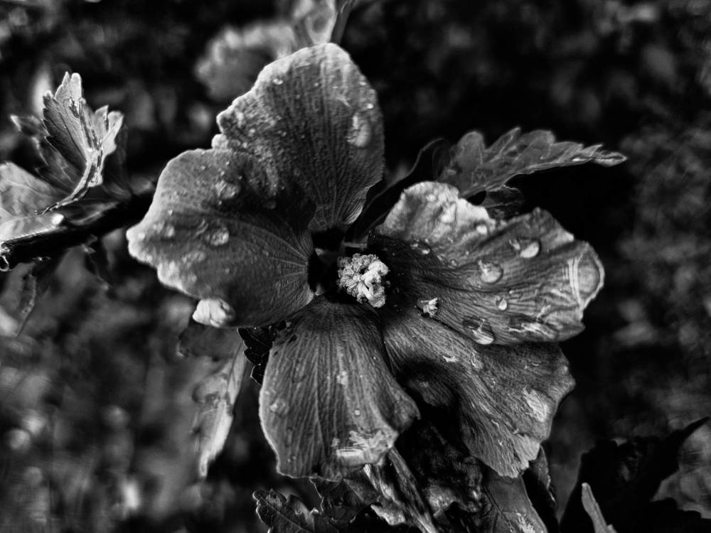Photograph by Zdenko