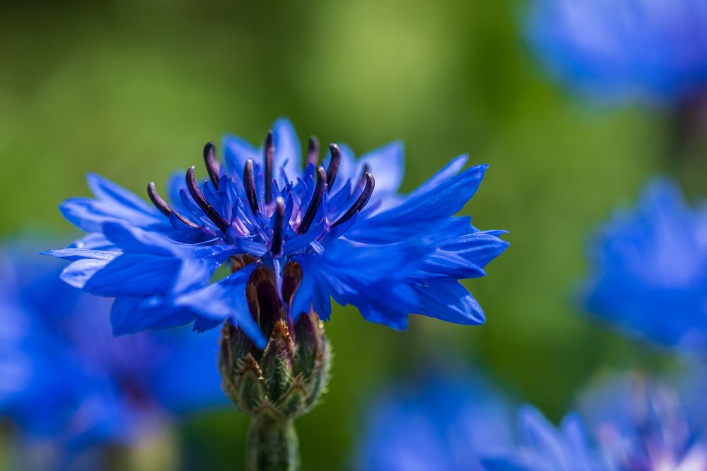 Photograph by Irina Luidinshina