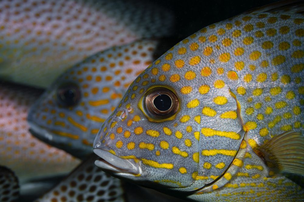 Photograph by Савин Андрей