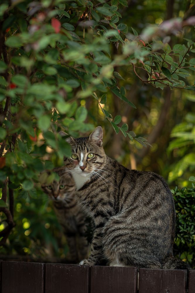 Photograph by Александр Свиблов