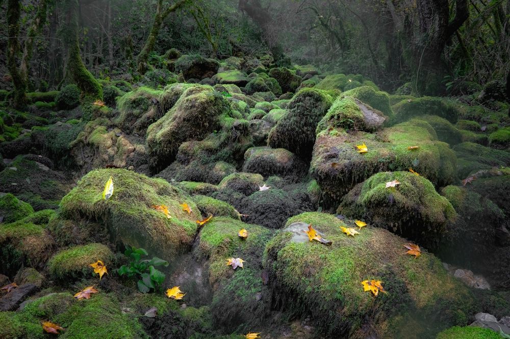 Photograph by Tatiana Meshcheryakova