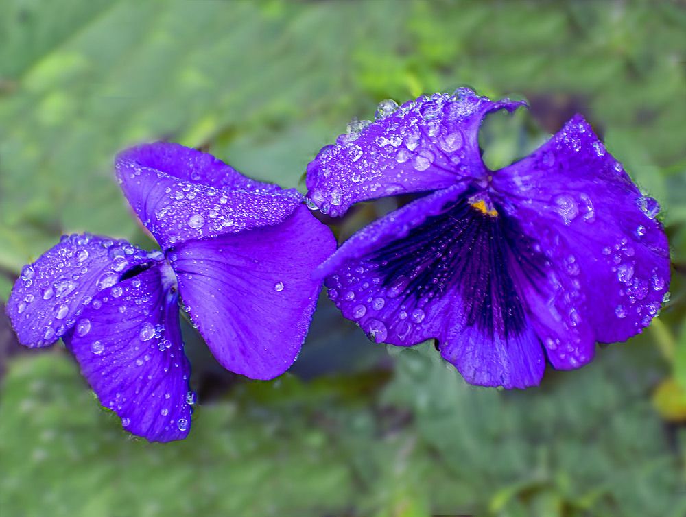 Застывшие капли на фиалке