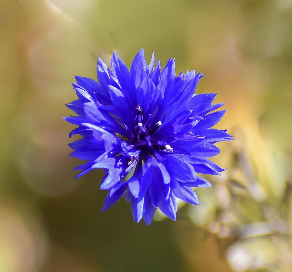 Синий Василек