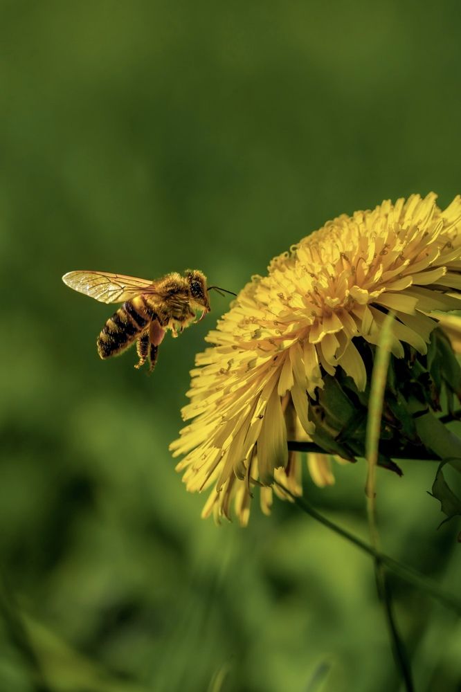 Photograph by Anya Lo