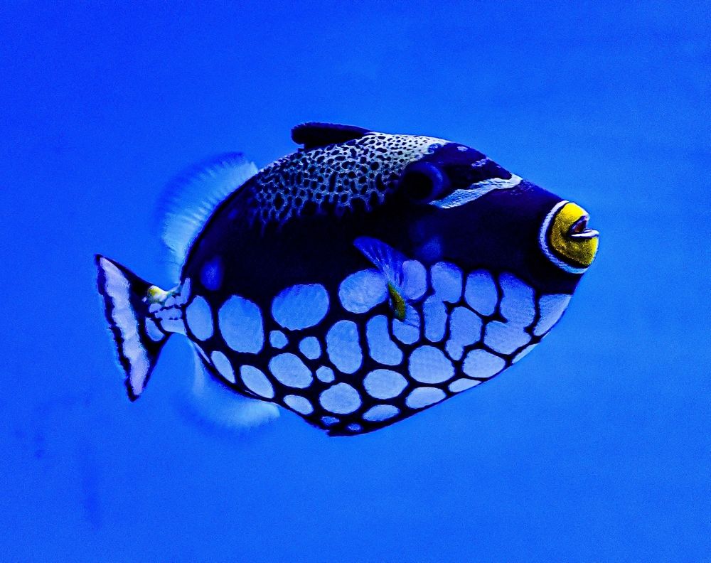 Крупнопятнистый спинорог