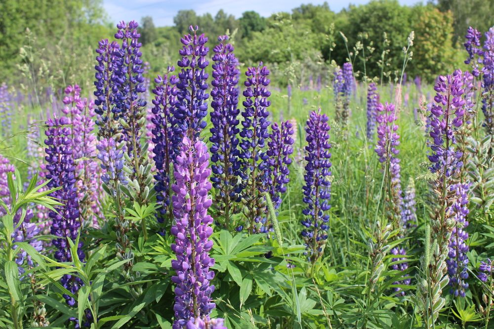 Rare blue   Редкий синий