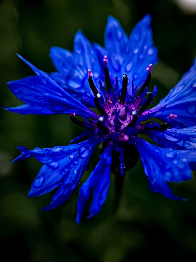 Photograph by Светлана Фоменко