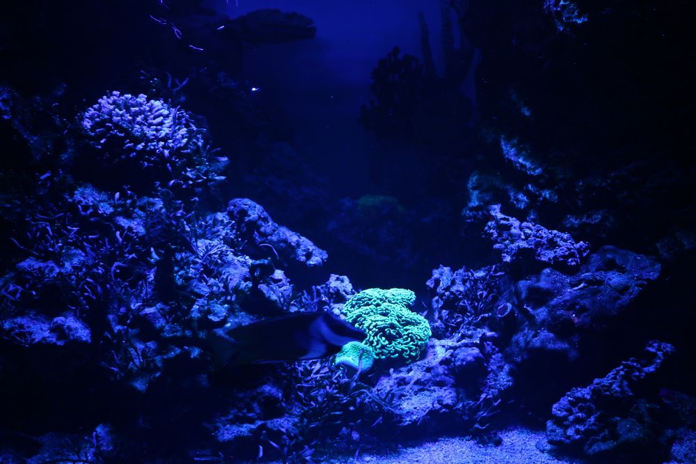 Photograph by Анастасия Свиридова