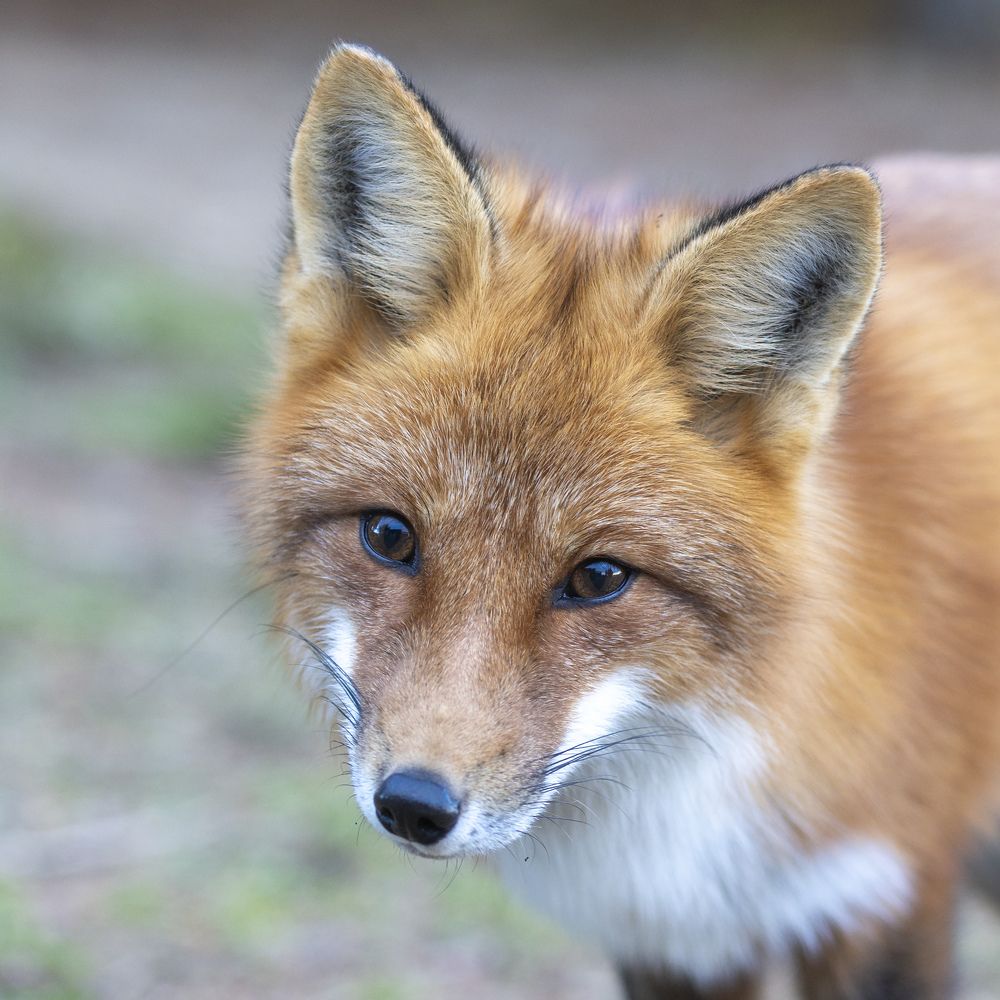 Red fox