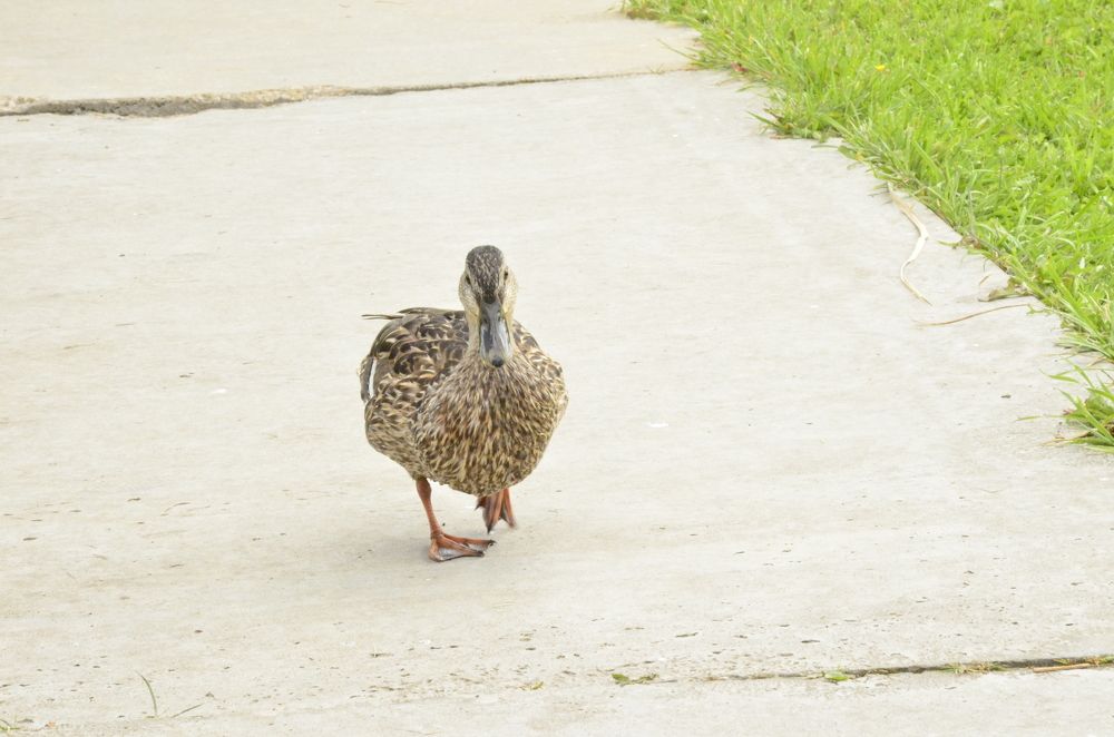 Фотография автора Алексей Власов