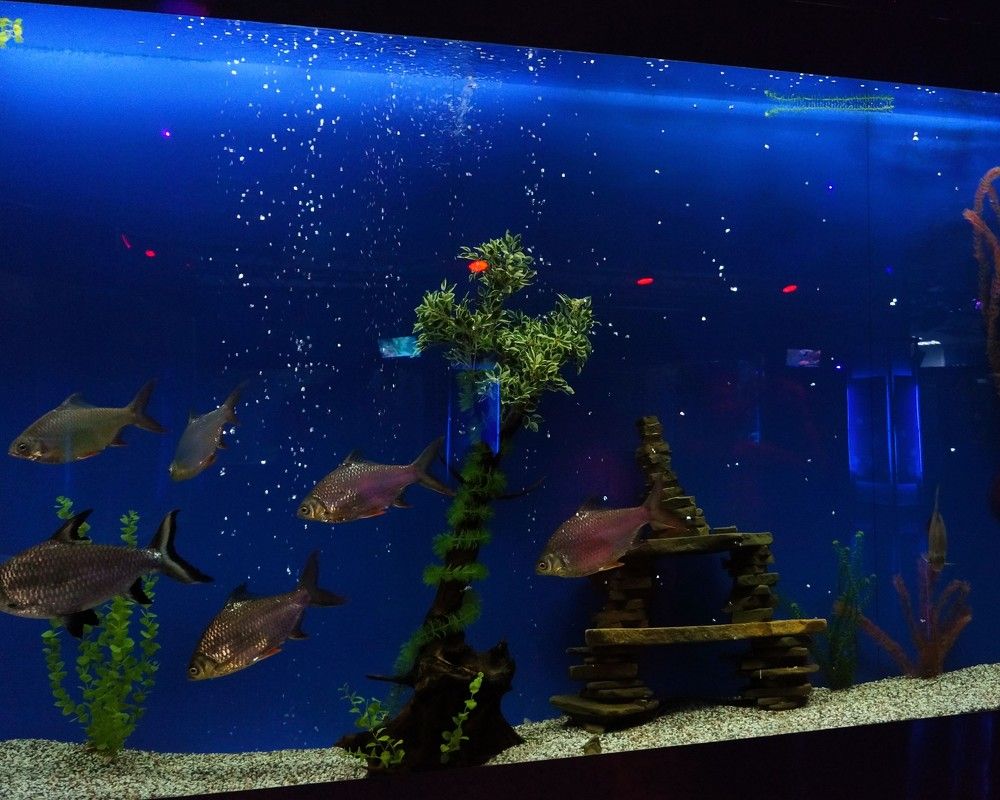 Aquarium corals and schools of fish in blue neon lighting