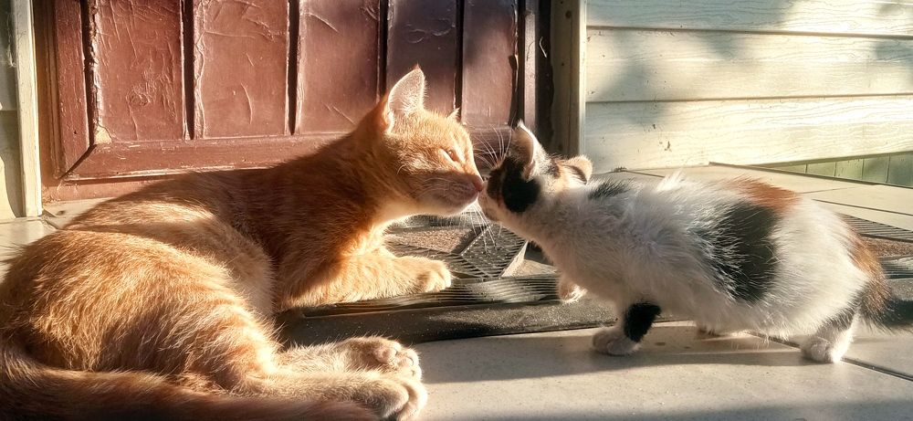 cat kiss