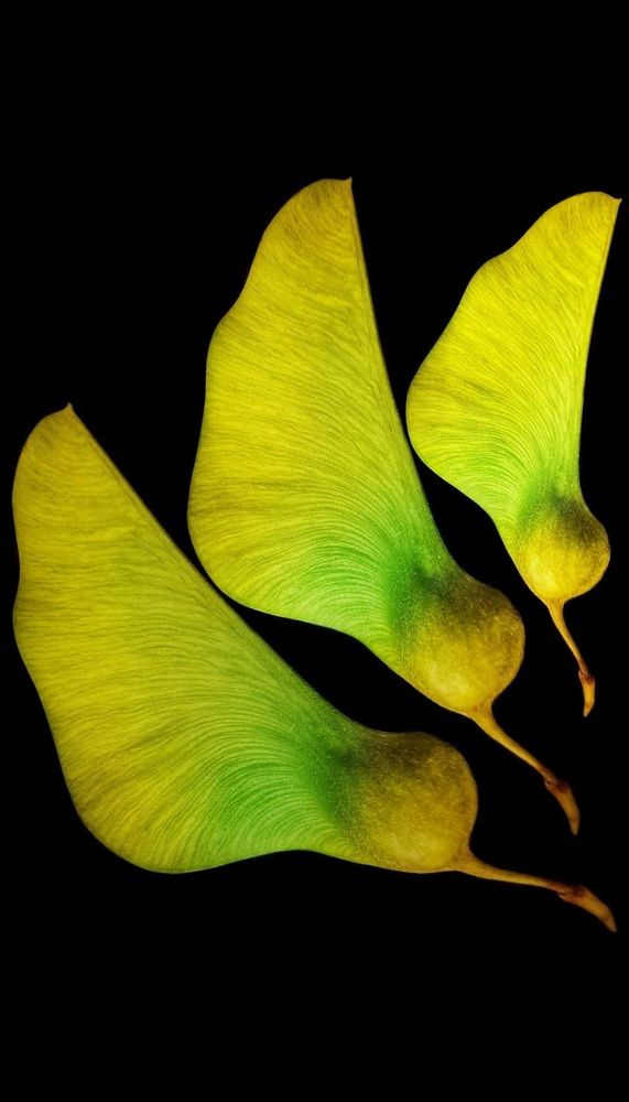 Photograph by Polina Svirida