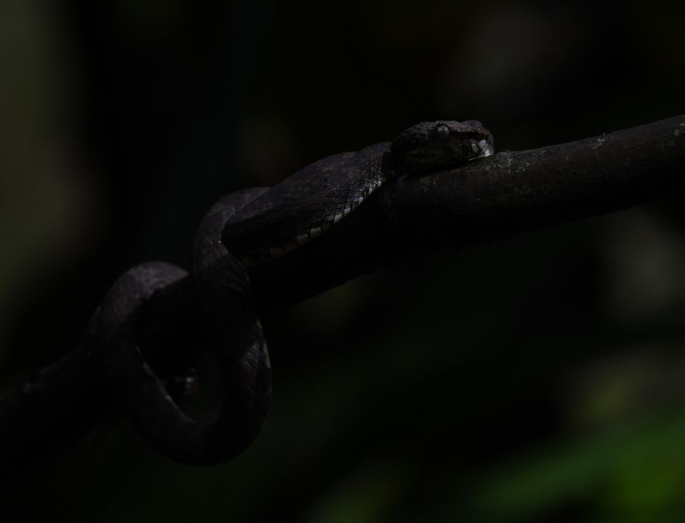 The Ruler of the Dark