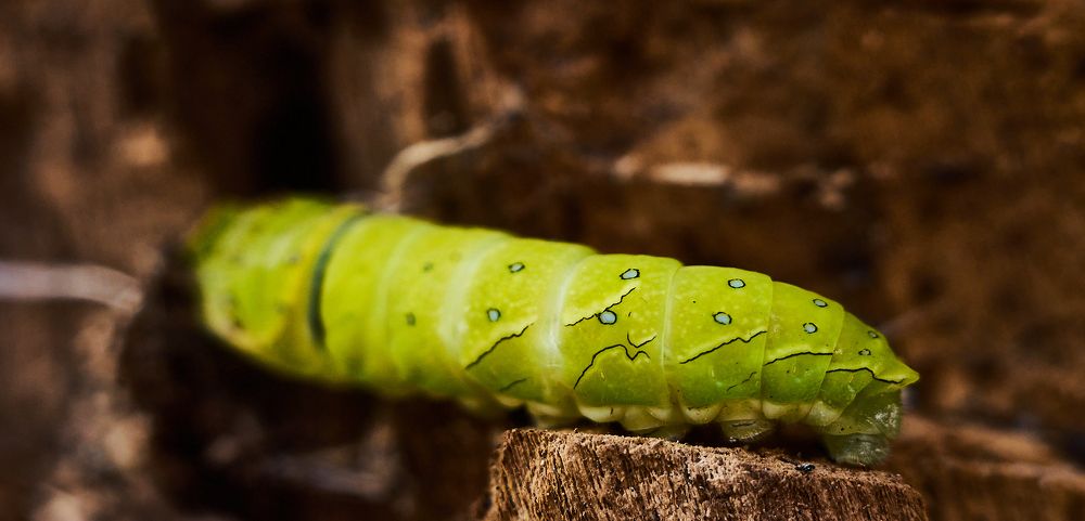 Photograph by Лариса Неман