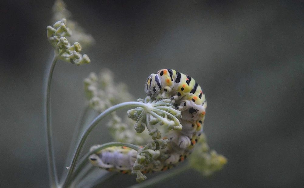 Photograph by Кремена Мушева