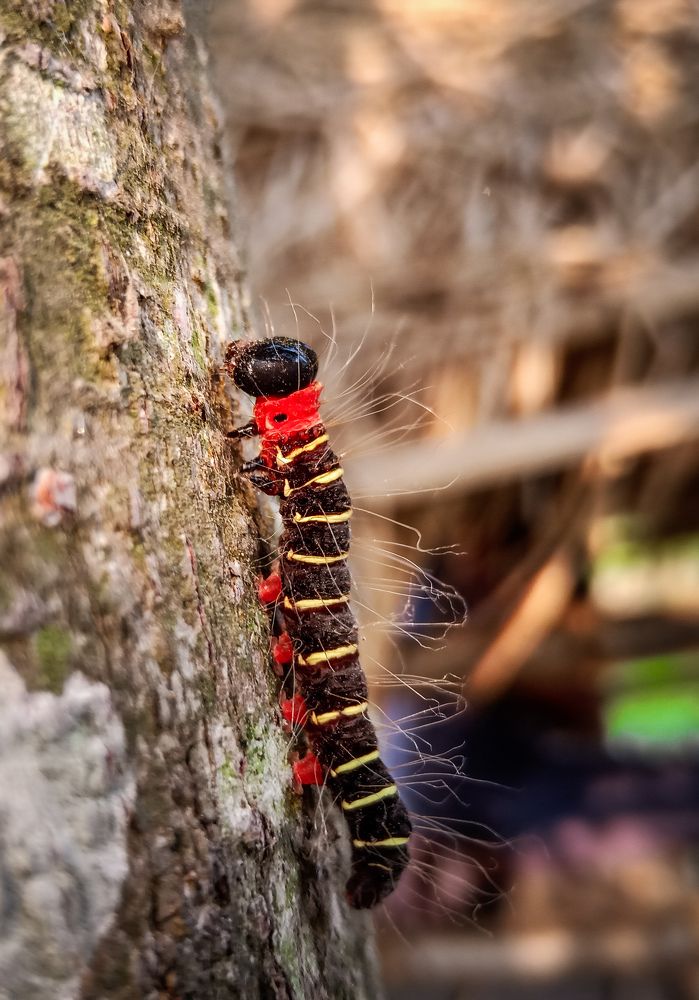 Photograph by Souvik Bhattacharyya