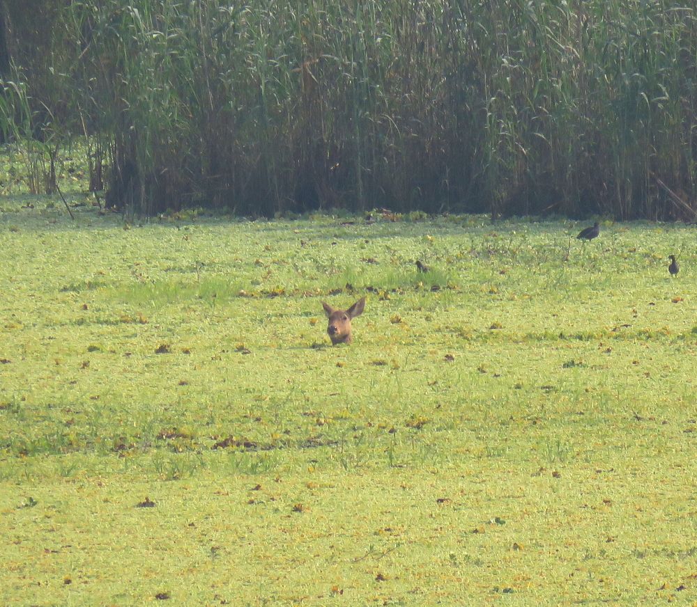 Swamp deer swimming across green swamp
