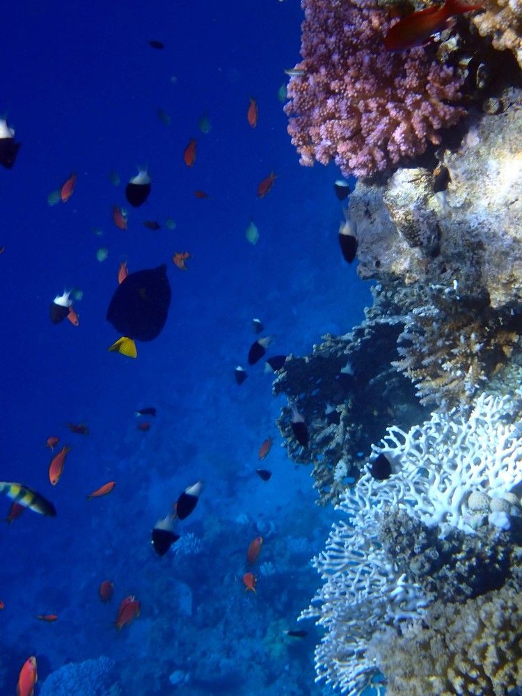 Photograph by Игорь Пшеничников