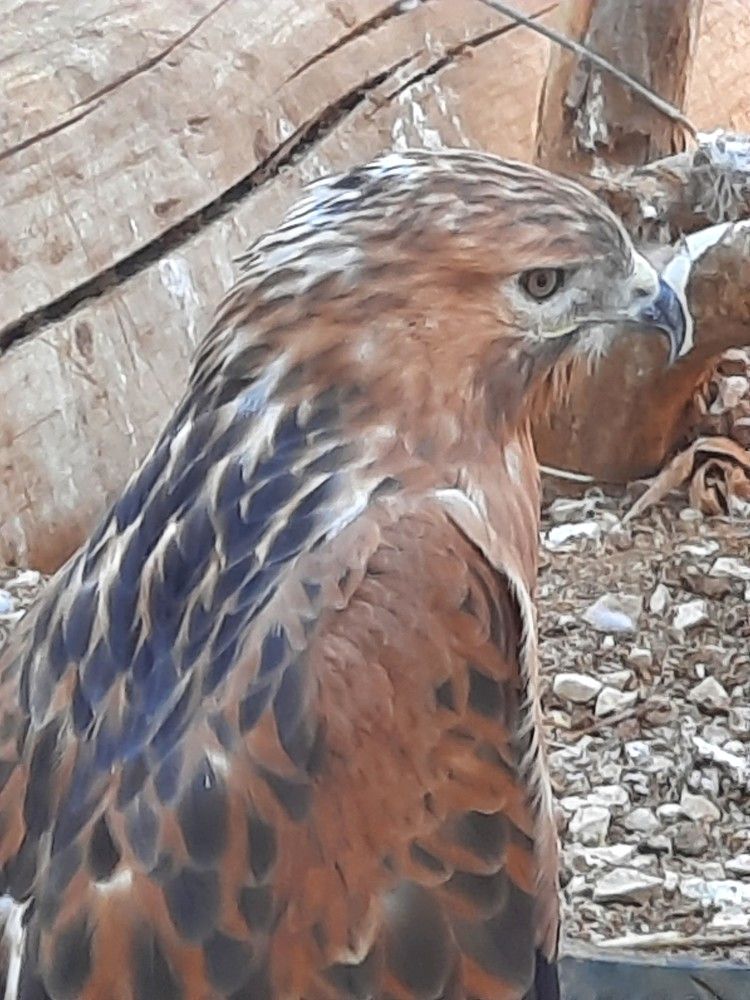 Фотография автора Ася Бабушкина