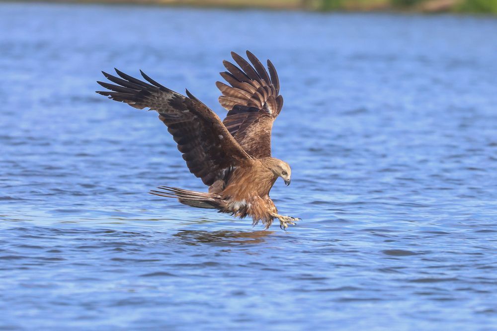 Фотография автора Григорий Борняков