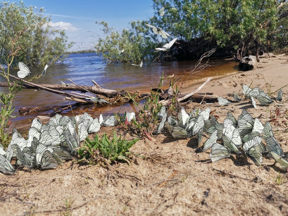 Танцы бабочек