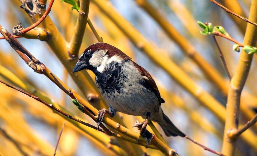 Фотография автора Александр Бичинев