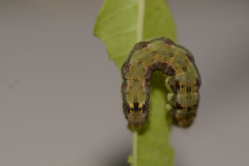 Фотография автора Ася Бабушкина