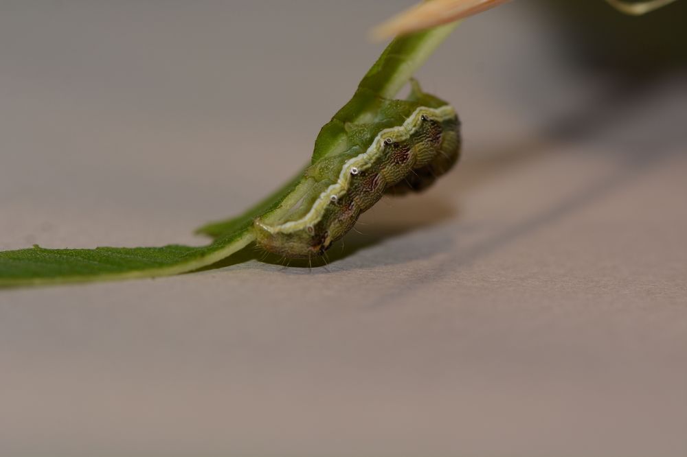 Фотография автора Ася Бабушкина