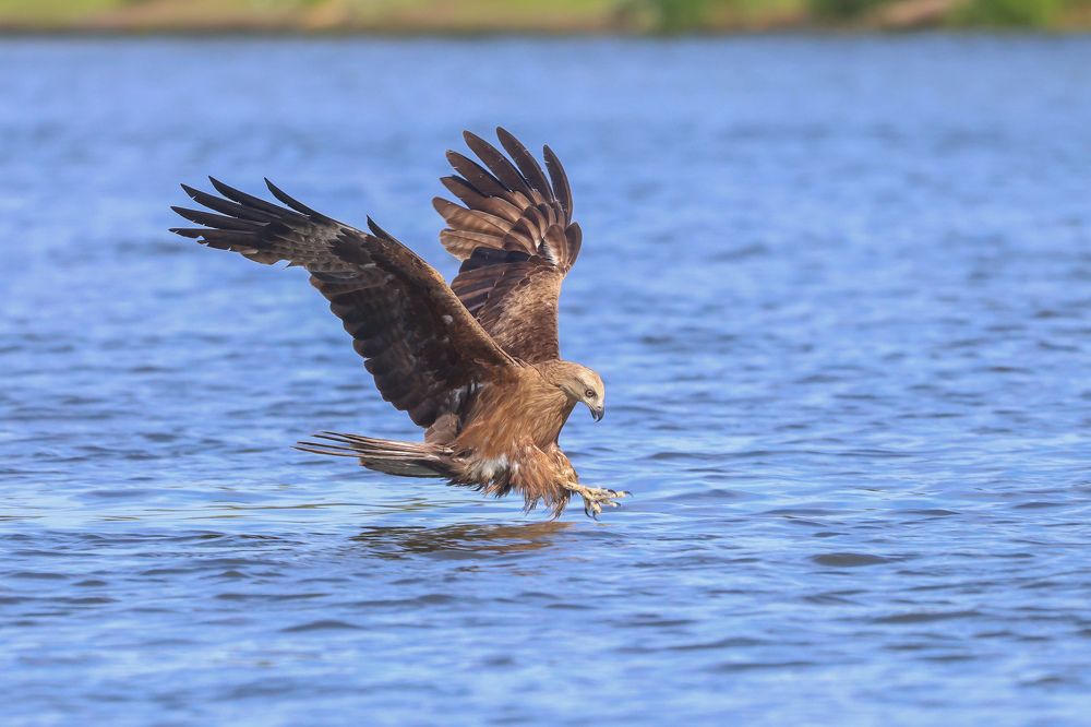 Фотография автора Григорий Борняков