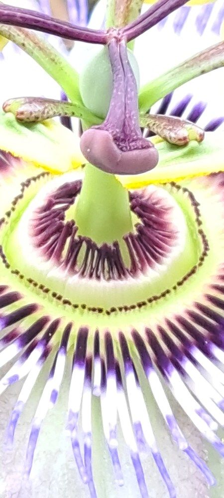 Фотография автора gustavo pecelis