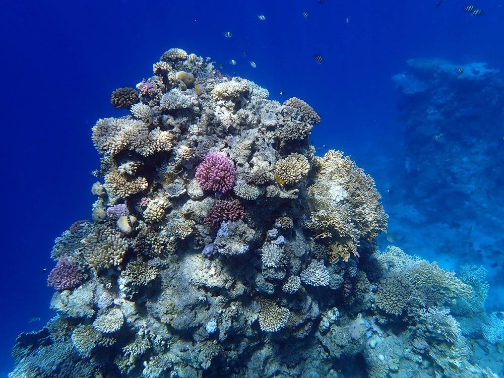 Photograph by Игорь Пшеничников