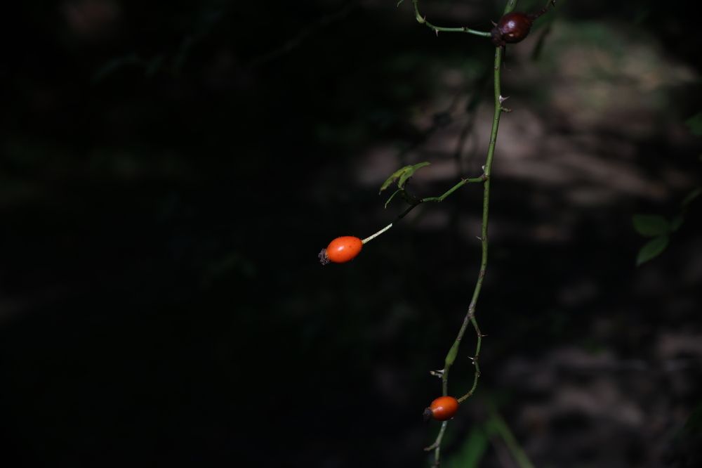 Photograph by Николай Усиков