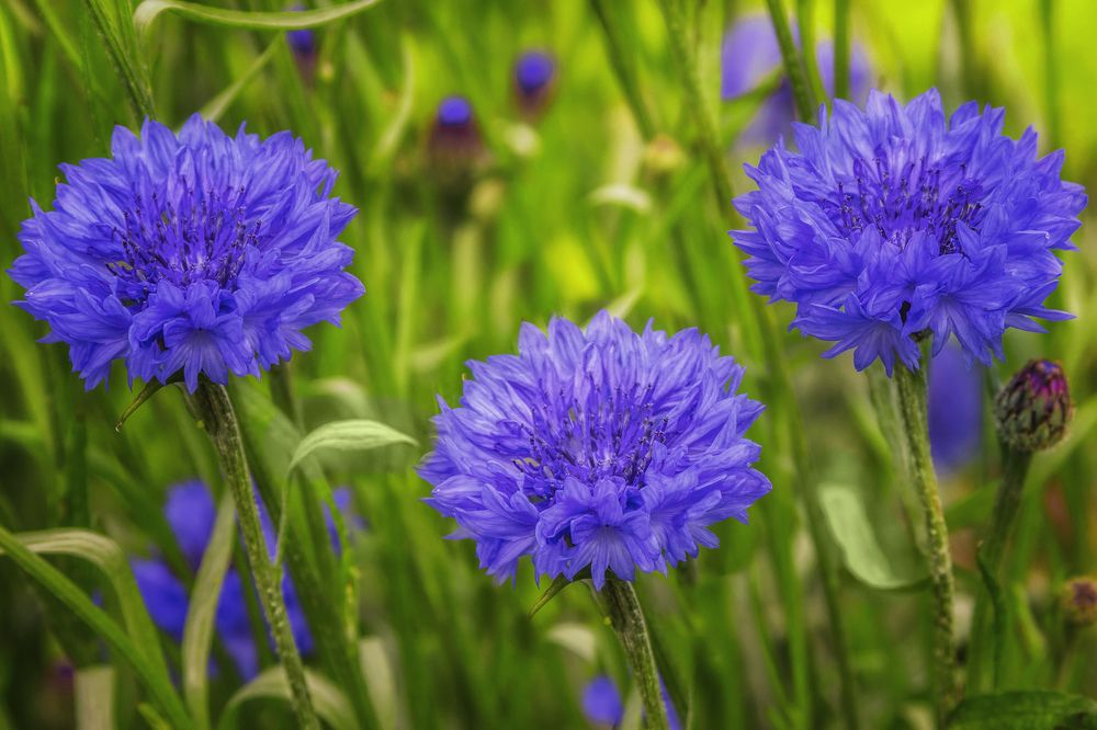 Photograph by Клясюк Галина