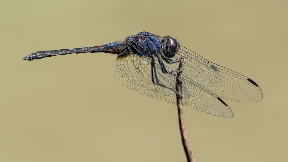 Photograph by Prasad Hamine