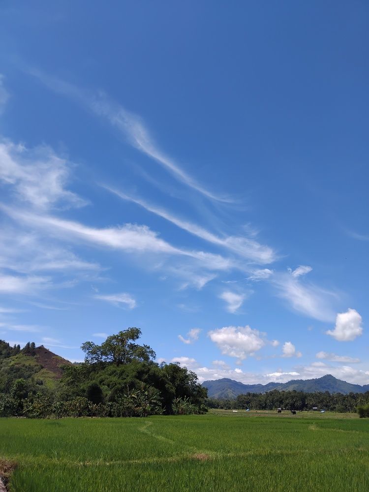 Ricefield under Blue Sky with white cloudy