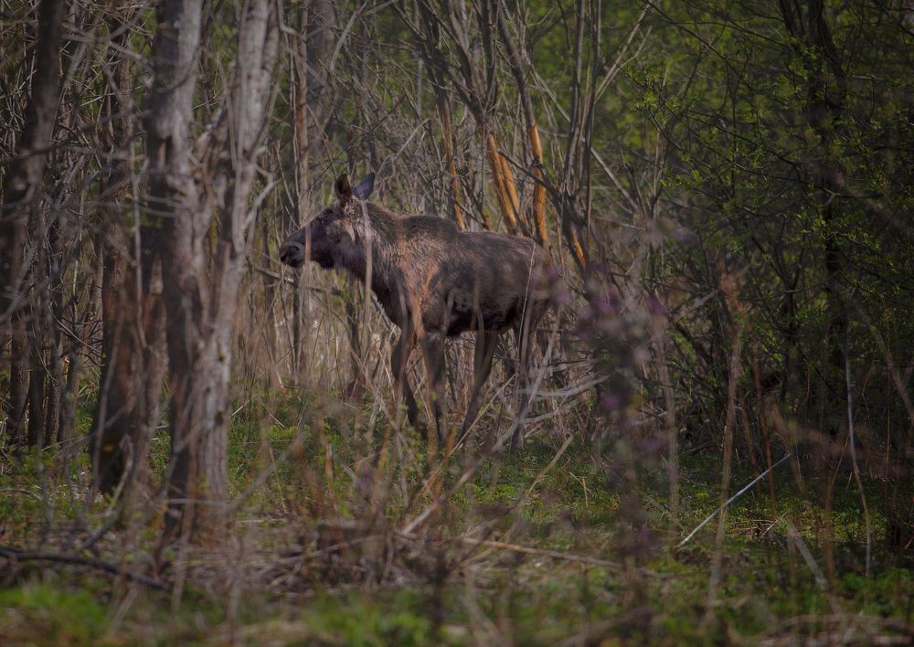 Фотография автора Виталий Смелик