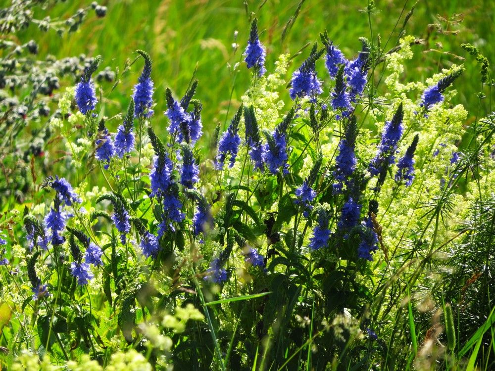 Photograph by Лариса Басова