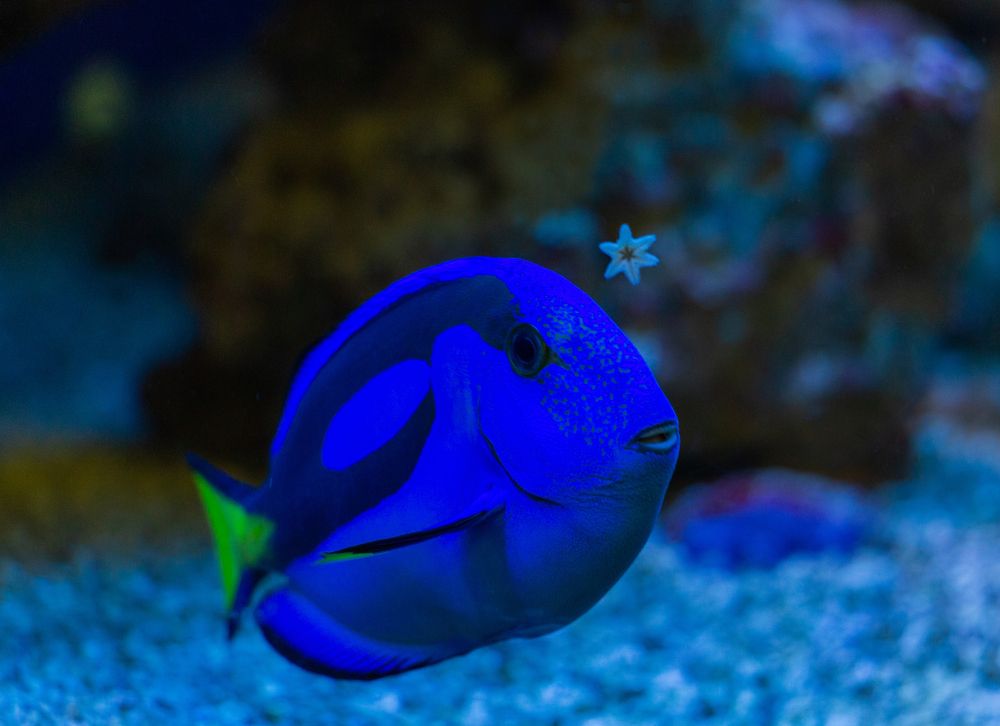 Photograph by Диана Бородзе