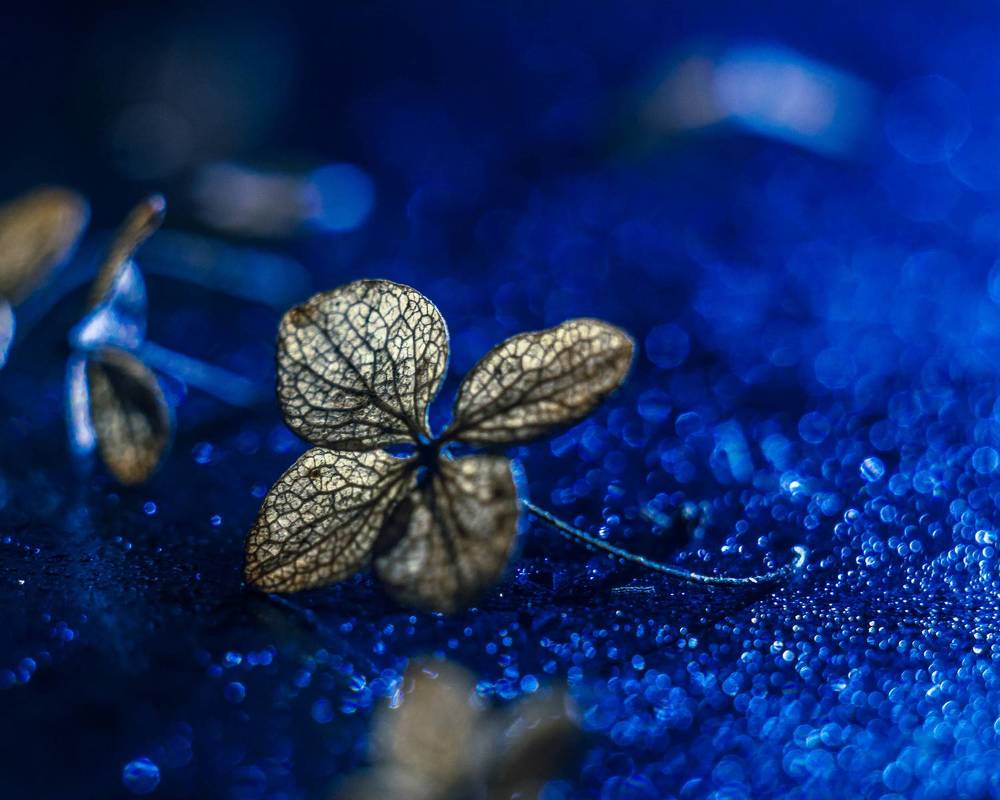 Photograph by Людмила Прибылова