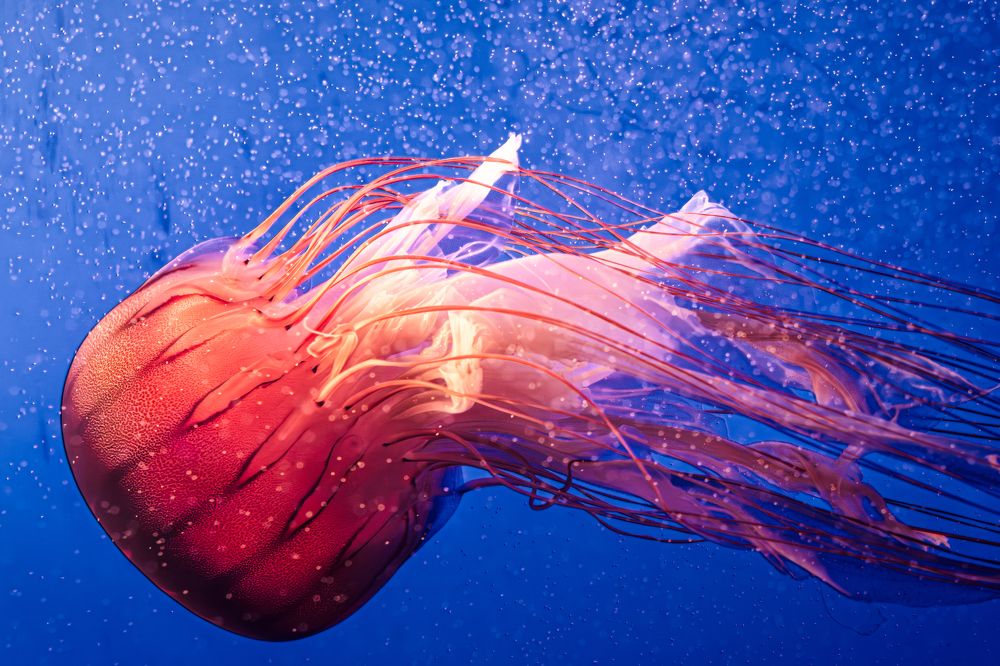 Photograph by Ni Bruce