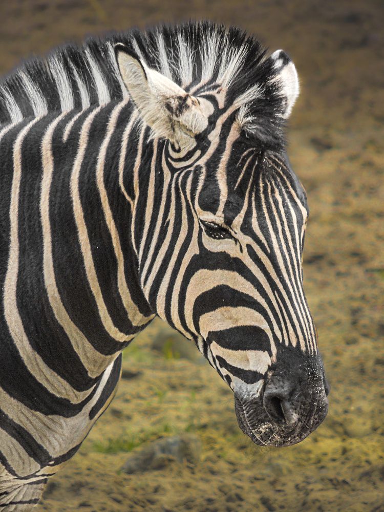 Photograph by Галина Суровицкая