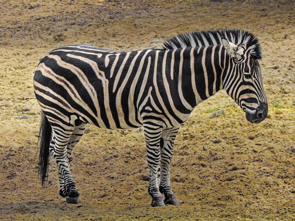 Photograph by Галина Суровицкая